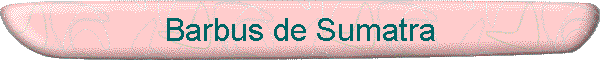 Barbus de Sumatra