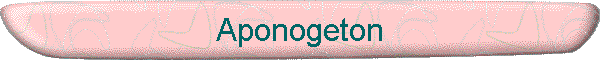 Aponogeton