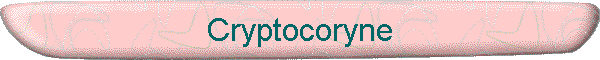Cryptocoryne