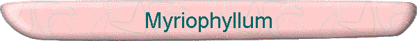 Myriophyllum