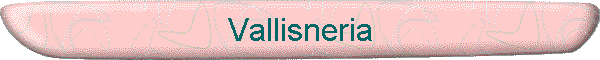 Vallisneria