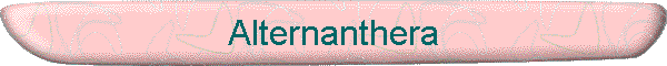 Alternanthera